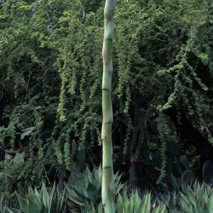 Agave shawii, Desert Section, Santa Barbara Botanic Garden