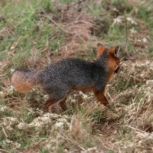 Island Fox, East of China Pines, Santa Cruz Island