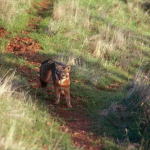 Island Fox, South Ridge Road, Santa Cruz Island