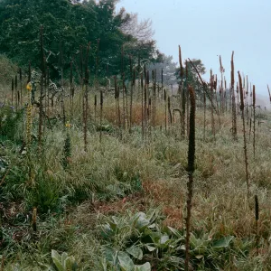 Verbascum thapsus, near China Pines, Santa Cruz Island