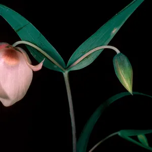 Calochortus albus, East of Pelican Bay, Santa Cruz Island
