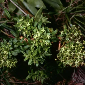 Galium buxifolium, sea bluffs, West of Eagle Canyon, Santa Cruz Island