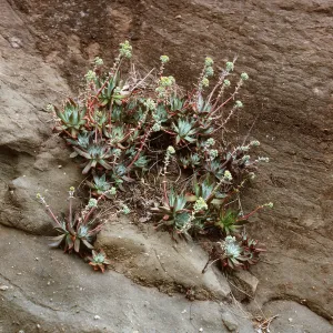Dudleya greenei, East of Twin Harbor, Santa Cruz Island