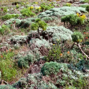 Artemisia, Coreopsis, terrace, East of Lavatera location, Middle Anacapa Island