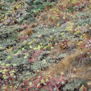 Dudleya caespitosa, terrace, West of Knife Edge, Middle Anacapa Island