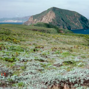 Corethrogyne, looking West, terrace, East of Sheep Camp, Middle Anacapa Island