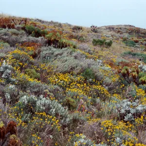 Eriophyllum, onshore slopes, Northwest portion of West Anacapa Island