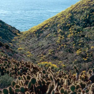 Cave Canyon, Santa Barbara Island