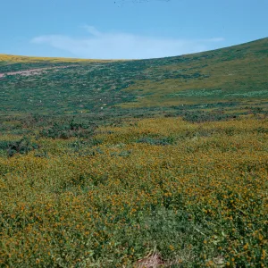 Amsinckia, West slope, Santa Barbara Island