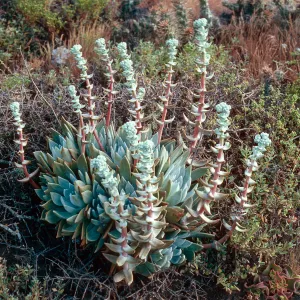 Dudleya traskiae, Santa Barbara Island