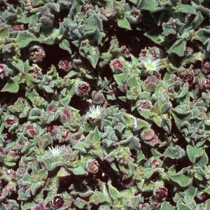 Mesembryanthemum crystallinum, Santa Barbara Island