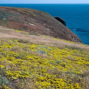 Malacothrix, South of Cliff Canyon, Santa Barbara Island