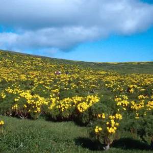 Coreopsis, head of Graveyard Canyon, Santa Barbara Island
