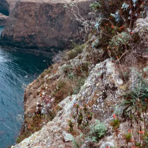 Arabis hoffmannii on bluffs, Platts, Santa Cruz Island