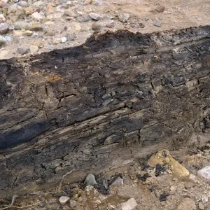Pseudotsuga log, Sauces Canyon, Santa Cruz Island