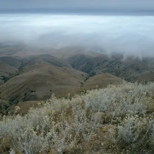 fog over Christy Beach, trail to Δ‘John’, Gnaphalium microcephalum, Santa Cruz Island
