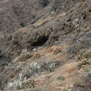 Eriogonum (wild buckwheat) ,Hazardia (goldenbush), ridge leading to Î”ï¿½Johnï¿½ï¿½, Santa Cruz Island