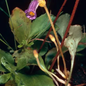 Orobanche uniflora on Saxifraga californica, Santa Cruz Island
