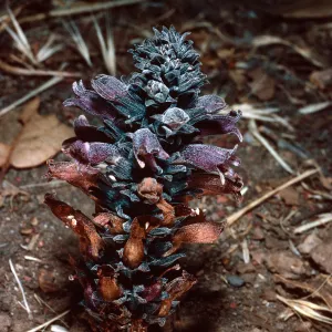 Orobanche bulbosa, collected in Christy Pines, Santa Cruz Island