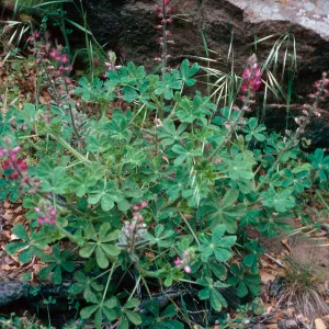 Lupinus hirsutissimus, Cañada Del Puerto, Santa Cruz Island