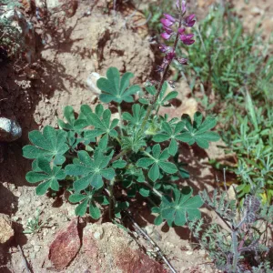 Lupinus hirsutissimus, S-facing bluffs, just West of Laguna Canyon, Santa Cruz Island