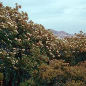 Lyonothamnus, South ridge at head of Cañada de La Mina, Santa Cruz Island