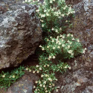 Mimulus longiflorus, Picacho Diablo, Santa Cruz Island