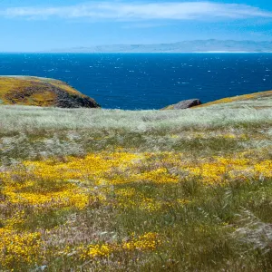 Lasthenia, Stipa pulchra, just West of Rancho Nuevo, Santa Cruz Island