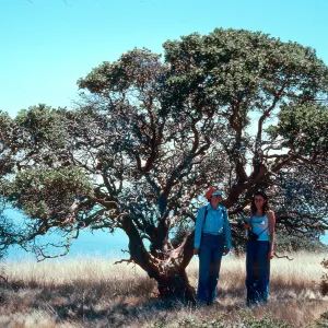 Arctostaphylos viridissima, Pinos Del Sur, Santa Cruz Island, Nancy Vivrette, Mary Carroll