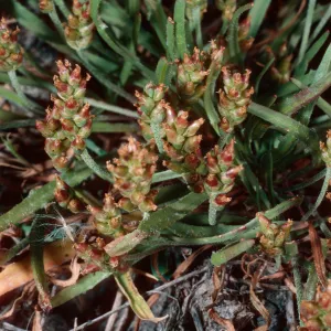 Plantago bigelovii, SC 7045, Northwest coast, Santa Cruz Island