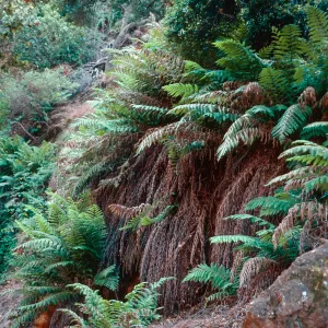 Woodwardia, canyon, South of Cueva Valdez, Santa Cruz Island