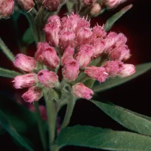 Pluchea odorata, lower Laguna Canyon, Santa Cruz Island