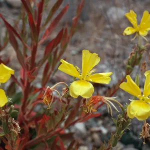 Oenothera hookeri, Cañada Del Puerto, Santa Cruz Island