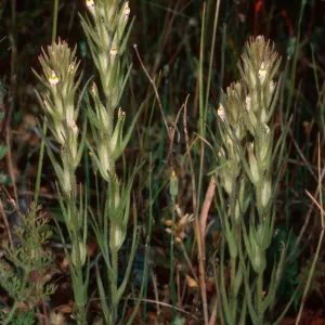 Orthocarpus attenuatus, rock slide, East of Pelican Bay, Santa Cruz Island