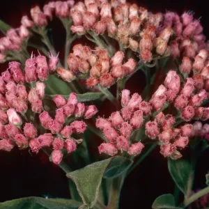 Pluchea odorata, lower Laguna Canyon, Santa Cruz Island