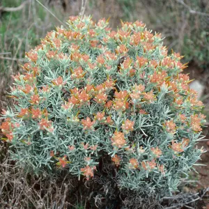 Castilleja hololeuca, East of Valley Anchorage, Santa Cruz Island