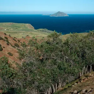 Lyonothamnus, upper Smugglers Canyon, Santa Cruz Island