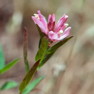 Polygala californica, Christy Pines, Santa Cruz Island