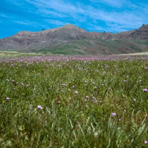 Dichelostemma, road to Fraser Point, Santa Cruz Island