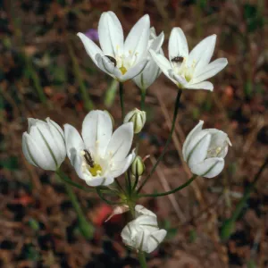 Triteleia hyacinthina, SC-3213, Santa Cruz Island