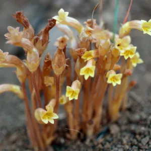 Orobanche fasciculata, Portezuela grade, Santa Cruz Island