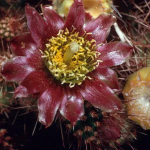 Opuntia prolifera, Laguna Beach, Santa Cruz Island