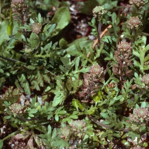 Lepidium oblongum, SC-2158, Santa Cruz Island