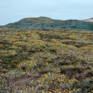 Malacothrix incana, above West end of Simonton Cove, San Miguel Island