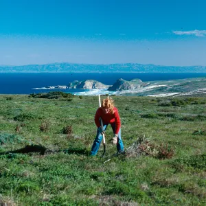 Erechtites area, West of Green Mountain, Ronie Clark, San Miguel Island