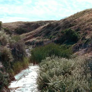 Polypogon, Typha, looking West in lower Willow Canyon, San Miguel Island