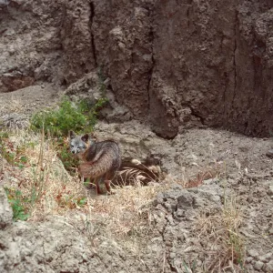 fox, Southeast Canyon, San Miguel Island