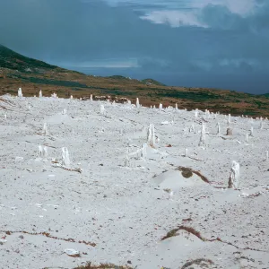 Caliche Forest, West of San Miguel Peak, San Miguel Island