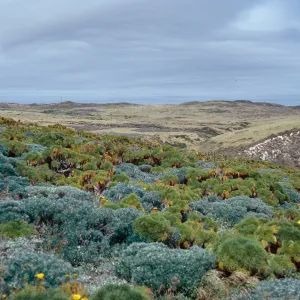 terrace community, looking West, just North of Cabrillo Monument, San Miguel Island