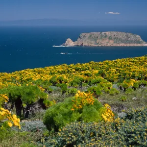 Coreopsis, Lotus, Cuyler Harbor & Prince Island, San Miguel Island